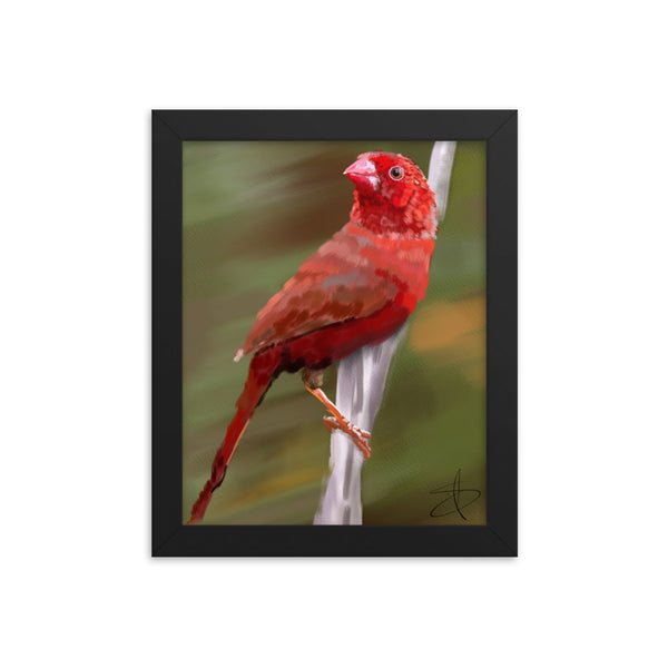 Bird 1 by Chris G. Simmons - Framed Poster Print