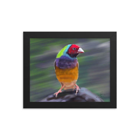 Gouldian Finch by Chris G Simmons - Framed Poster Print