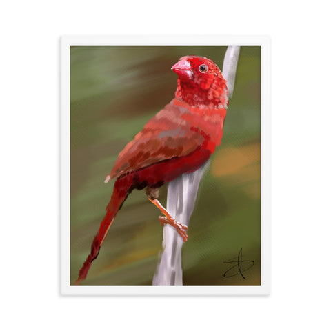 Bird 1 by Chris G. Simmons - Framed Poster Print