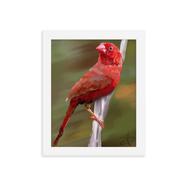 Bird 1 by Chris G. Simmons - Framed Poster Print