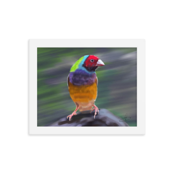 Gouldian Finch by Chris G Simmons - Framed Poster Print